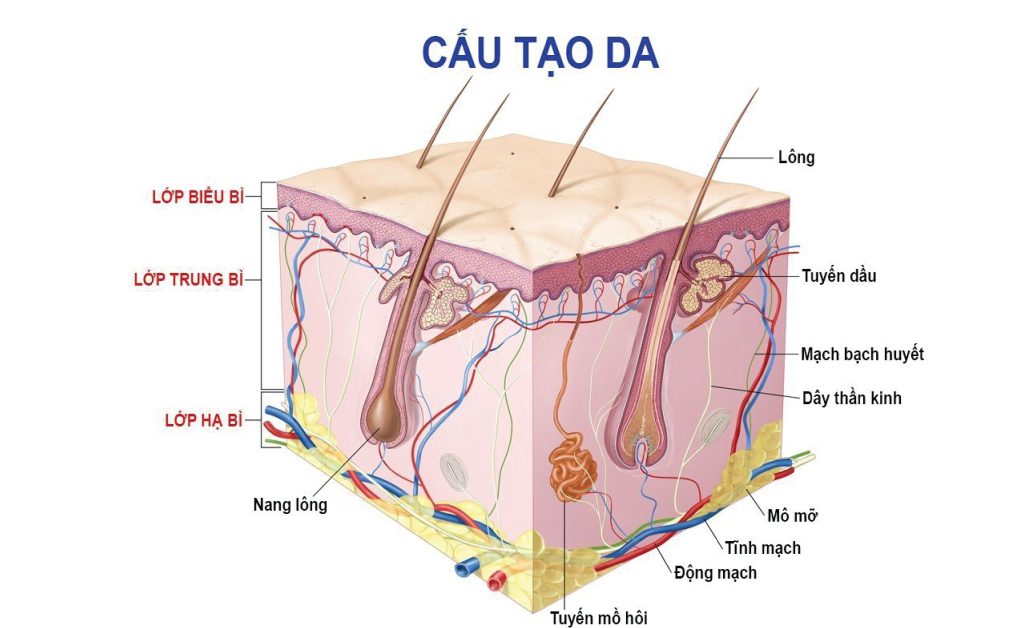 Cấu trúc và chức năng của da